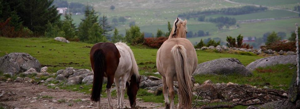 Massasje Hest Sandnes, Jæren, Stavanger, Randaberg